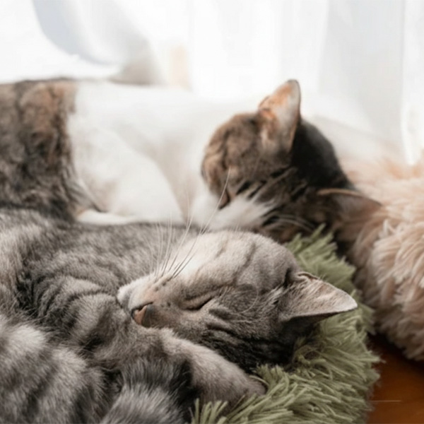 zwei Katzen kuscheln miteinander
