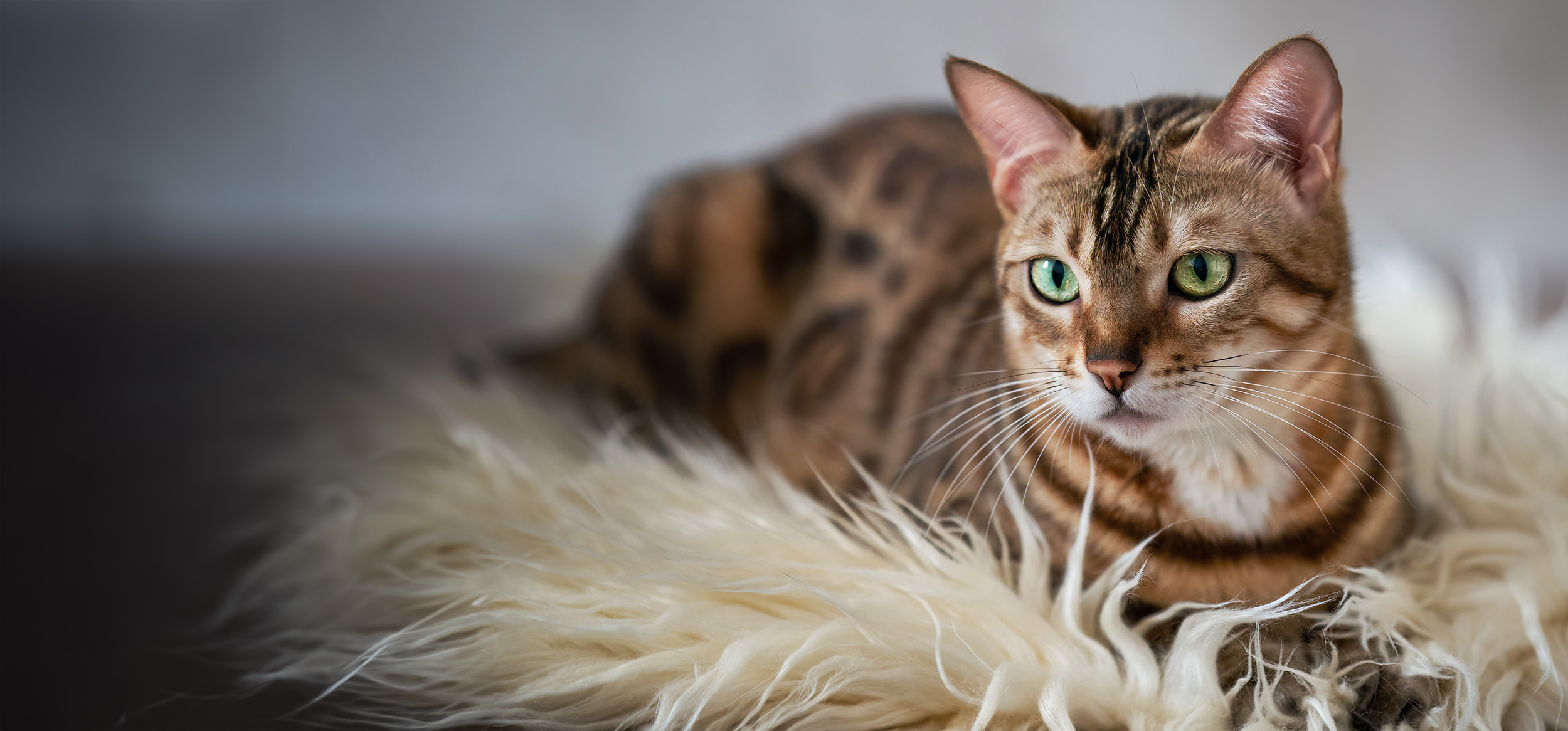 Bengalkatze liegt auf einem Fell 