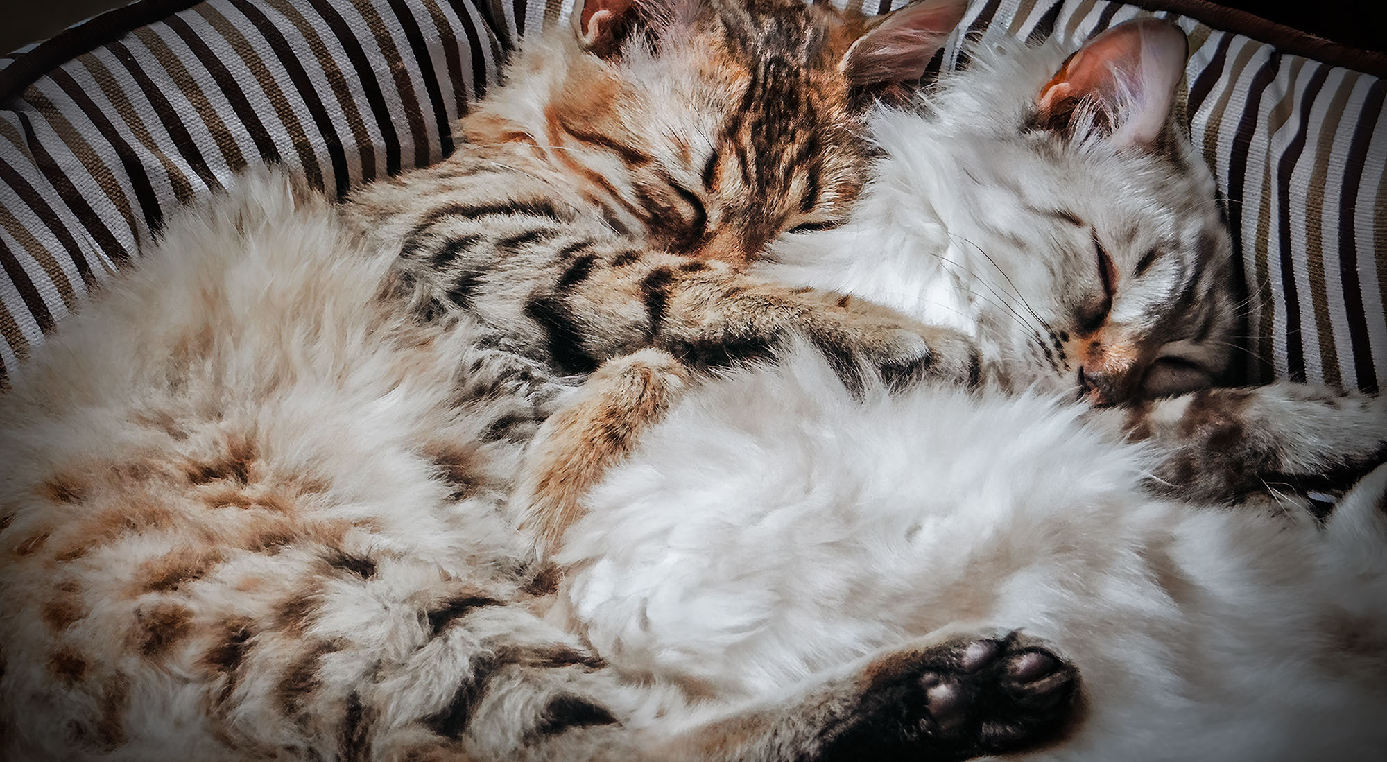 zwei Kitten kuscheln zusammen