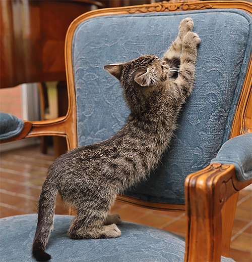 katze kratzt an einem Sellel