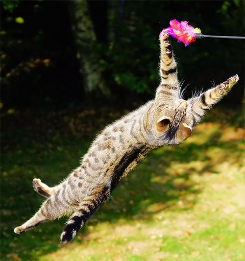 katze springt nach einer Federangel