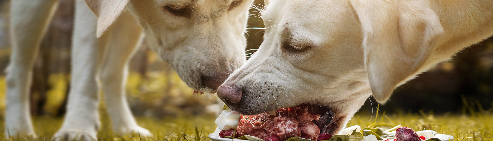 jack russel terrier im schnee