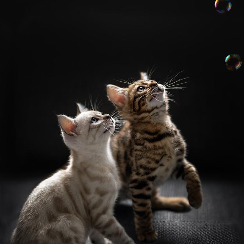 Fotoshooting Kitten Schwarzer Hintergrund