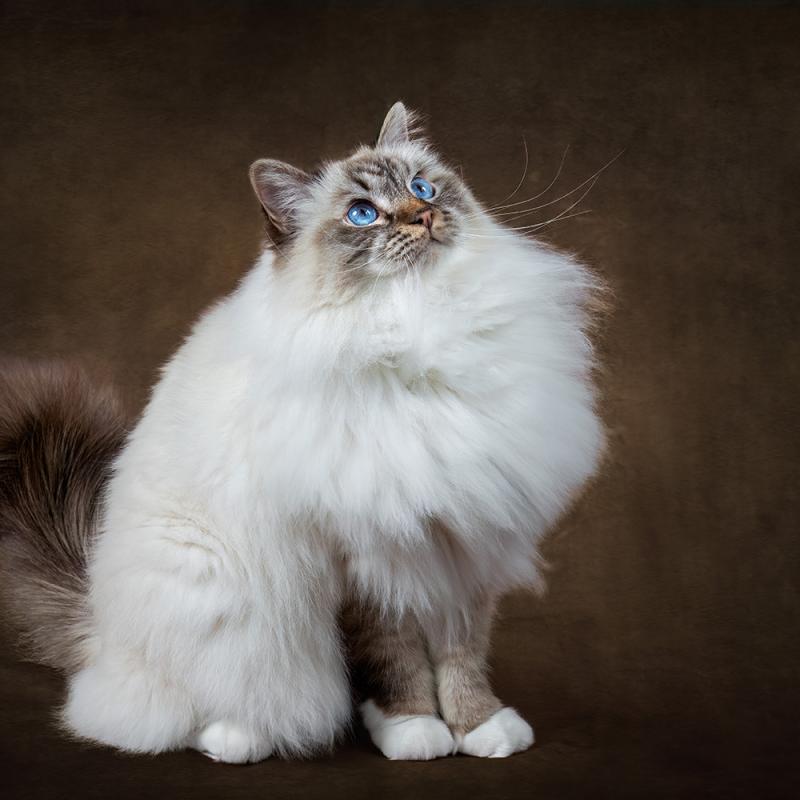 Homeshooting Mobiles Studio Fuer Katzen