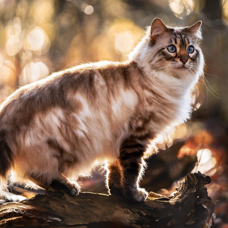 Katzenshooting Im Herbst In Schwalmtal